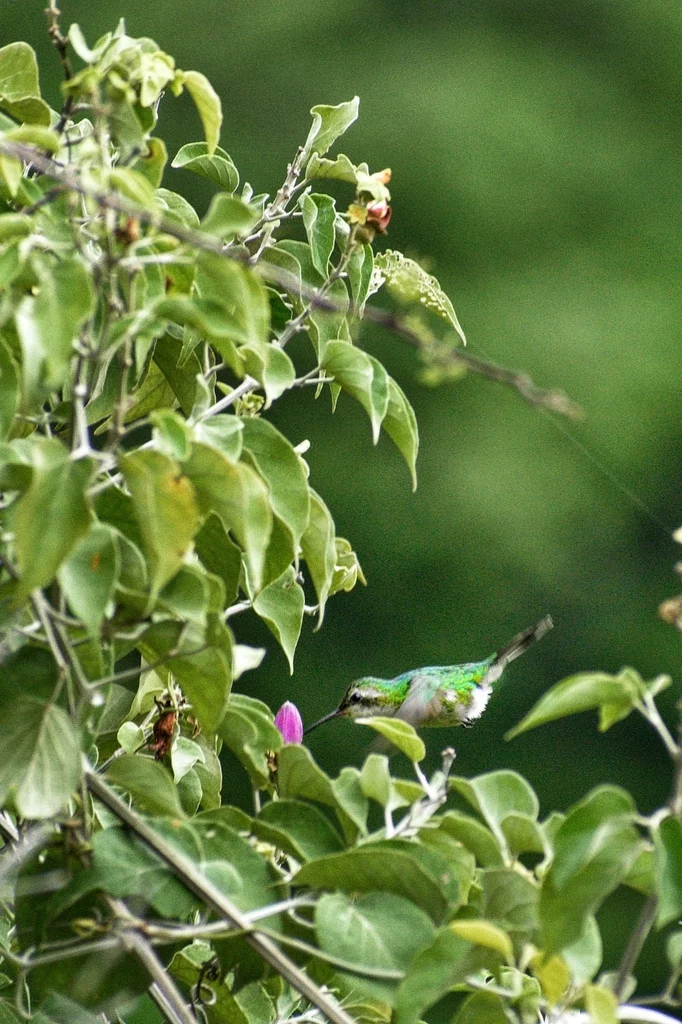 金冠翠蜂鸟(Cynanthus auriceps)