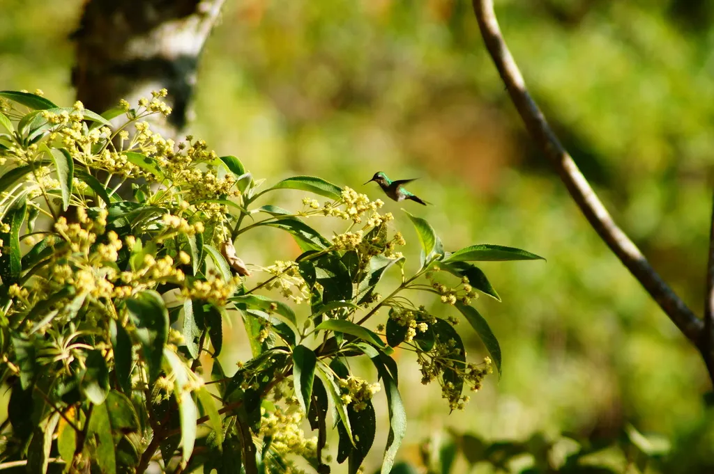金冠翠蜂鸟(Cynanthus auriceps)