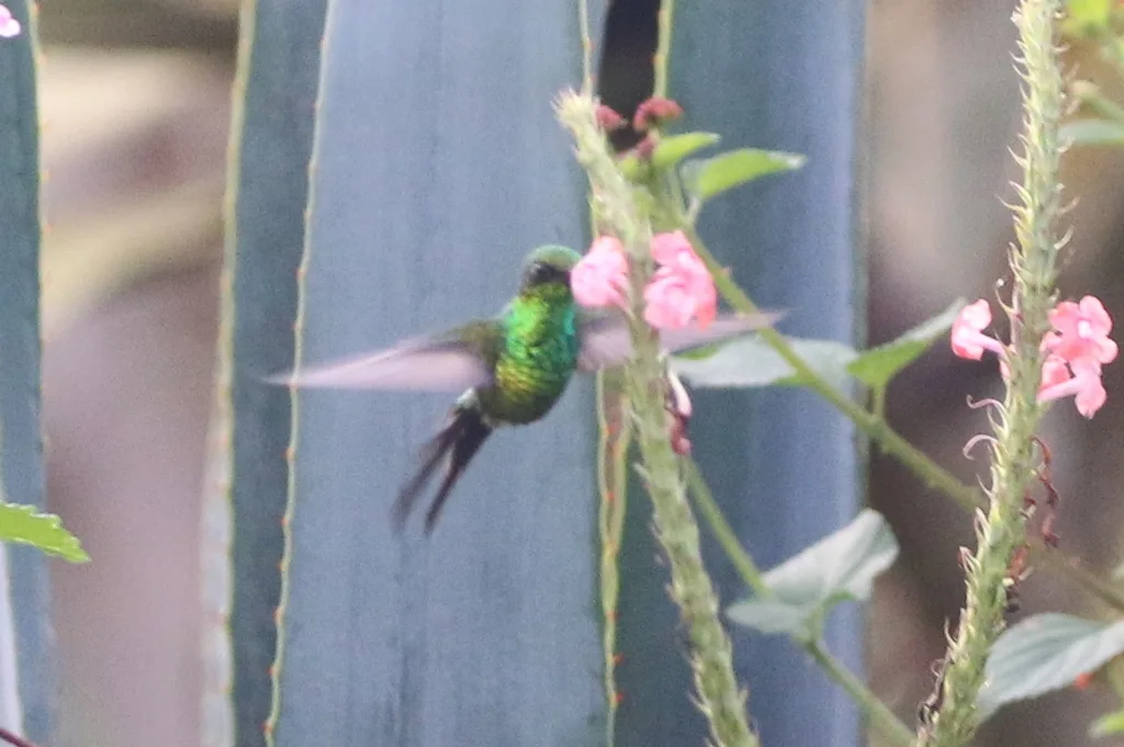 金冠翠蜂鸟(Cynanthus auriceps)