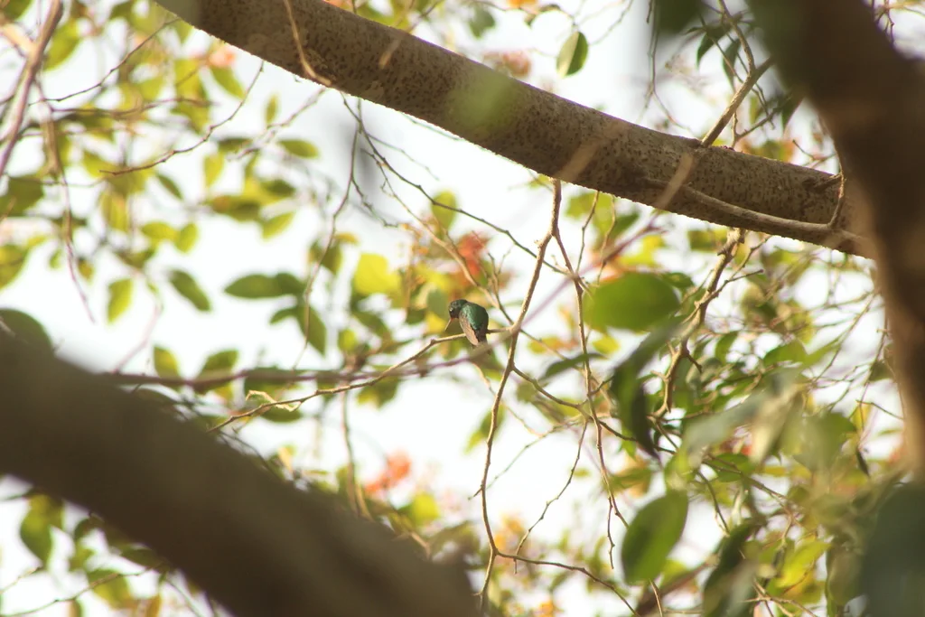 金冠翠蜂鸟(Cynanthus auriceps)