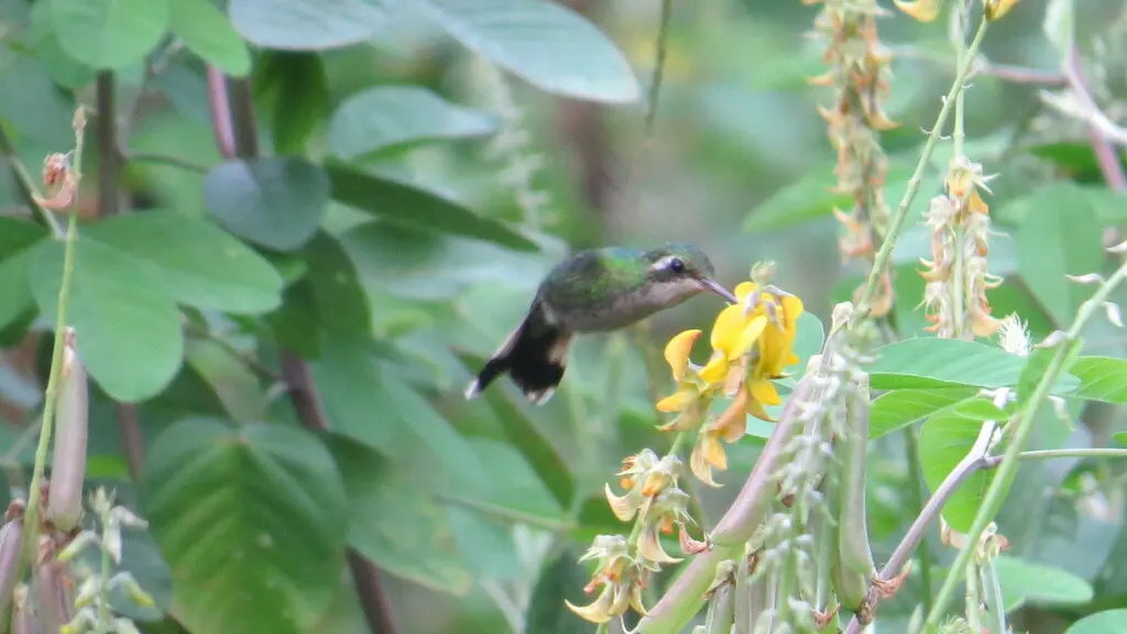 卡氏翠蜂鸟(Cynanthus canivetii)