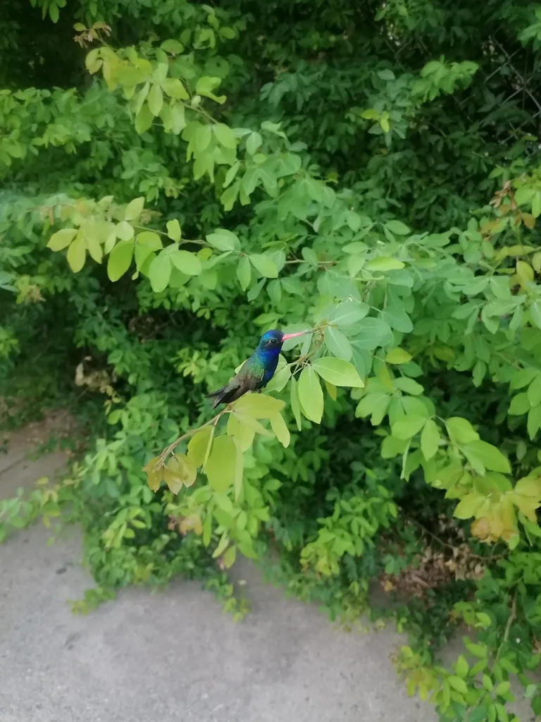 青绿阔嘴蜂鸟(Cynanthus doubledayi)