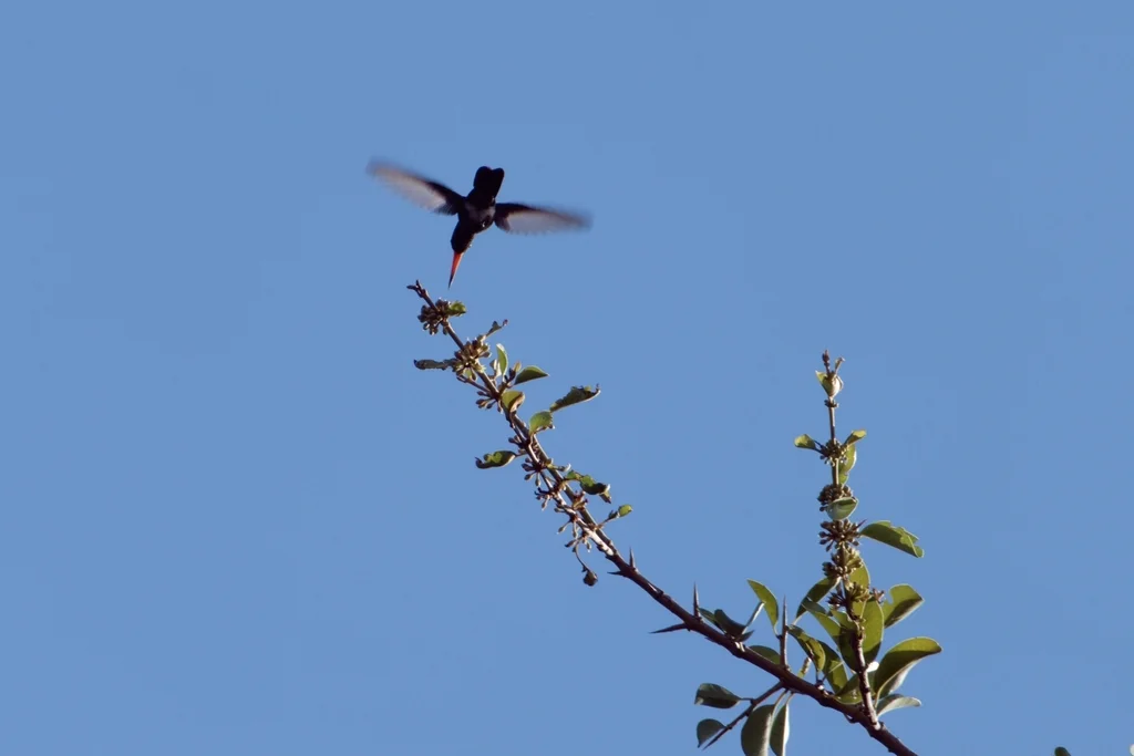 青绿阔嘴蜂鸟(Cynanthus doubledayi)