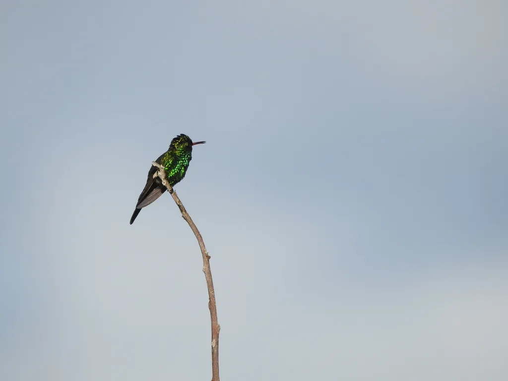 科苏梅尔翠蜂鸟(Cynanthus forficatus)