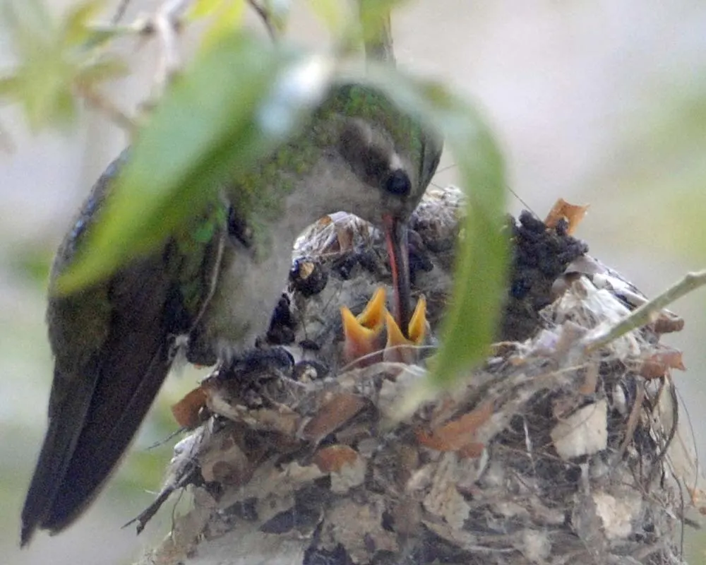 阔嘴蜂鸟(Cynanthus latirostris)