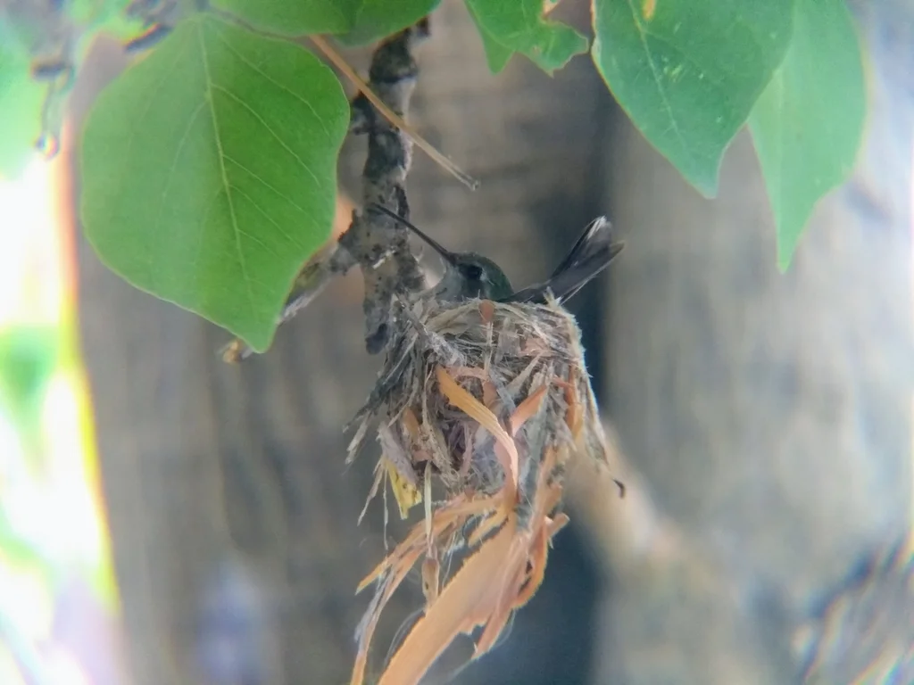 阔嘴蜂鸟(Cynanthus latirostris)