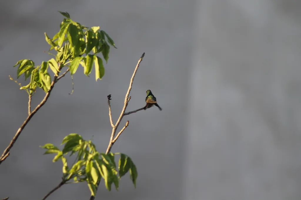 三圣岛蜂鸟(Cynanthus lawrencei)