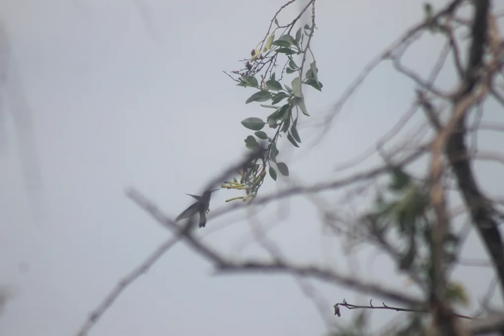三圣岛蜂鸟(Cynanthus lawrencei)