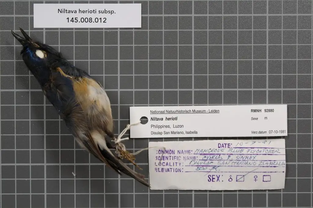 蓝胸仙鹟(Cyornis herioti)