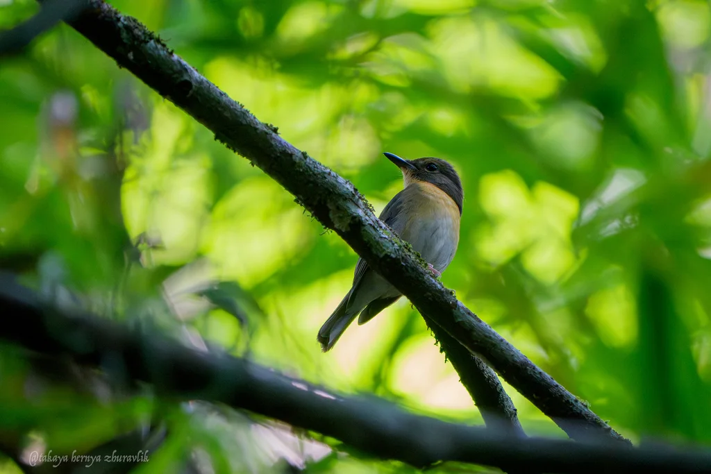 大蓝仙鹟（Cyornis magnirostris）