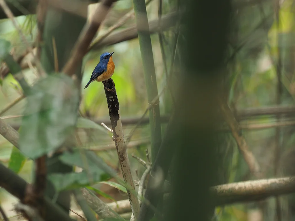 大蓝仙鹟（Cyornis magnirostris）