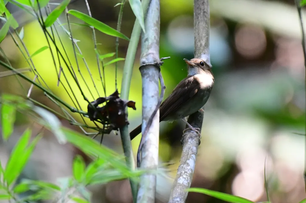 尼科巴林鹟(Cyornis nicobaricus)
