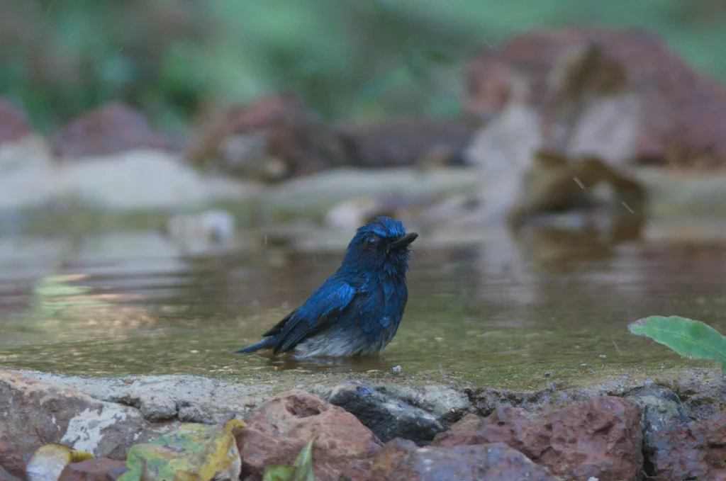白腹仙鹟(Cyornis pallidipes)