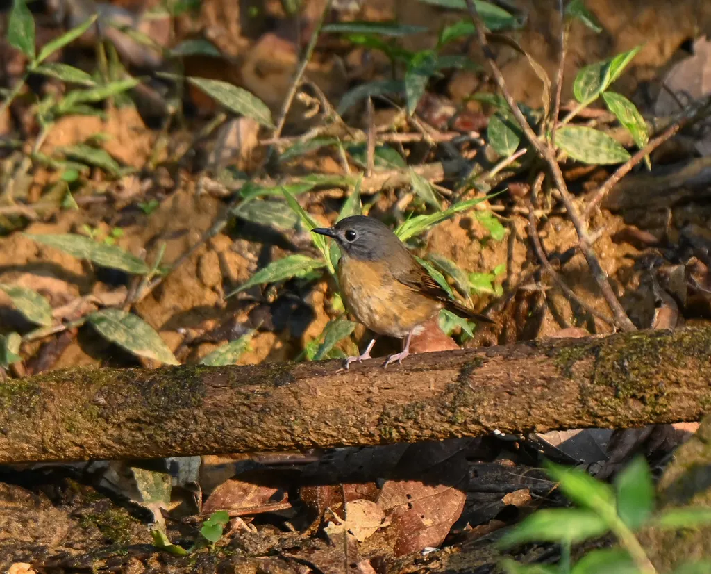 灰颊仙鹟(Cyornis poliogenys)