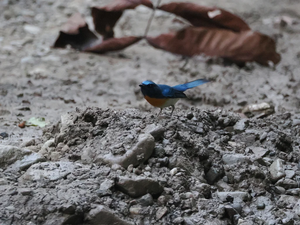 蓝喉仙鹟(Cyornis rubeculoides)
