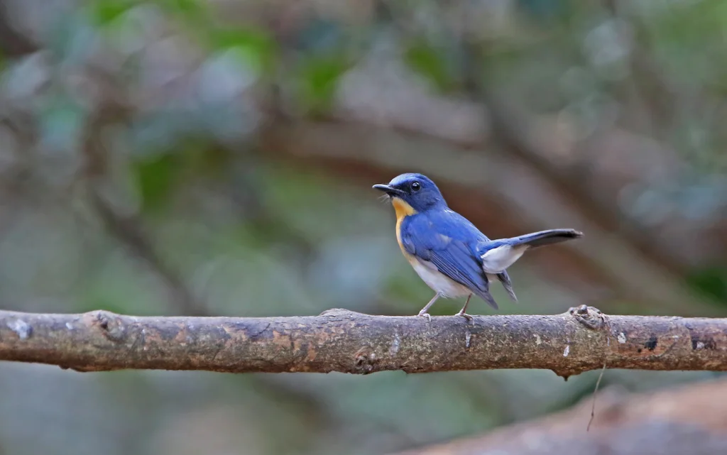 印支蓝仙鹟(Cyornis sumatrensis)