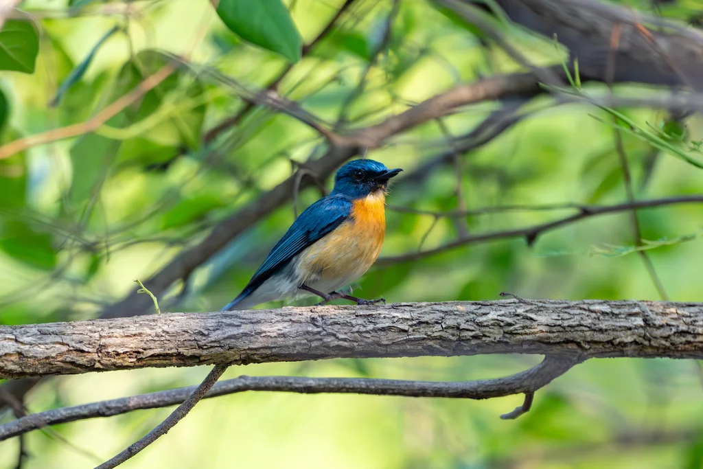 梯氏仙鹟(Cyornis tickelliae)