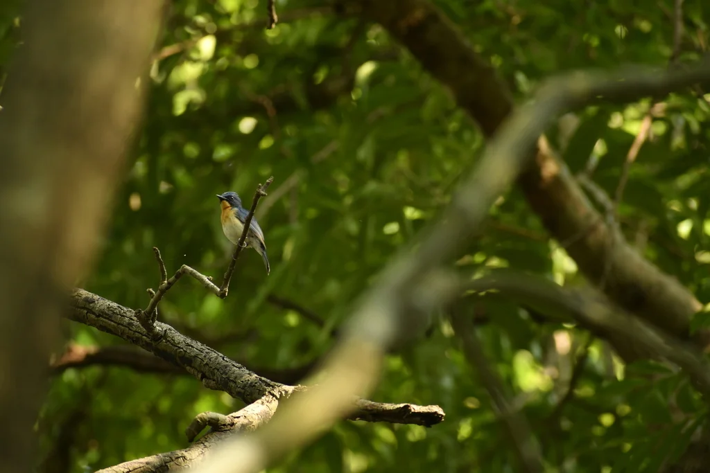 梯氏仙鹟(Cyornis tickelliae)