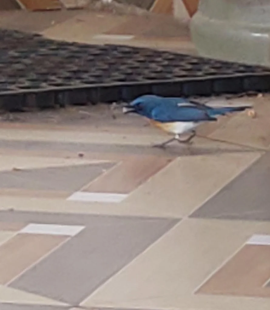梯氏仙鹟(Cyornis tickelliae)