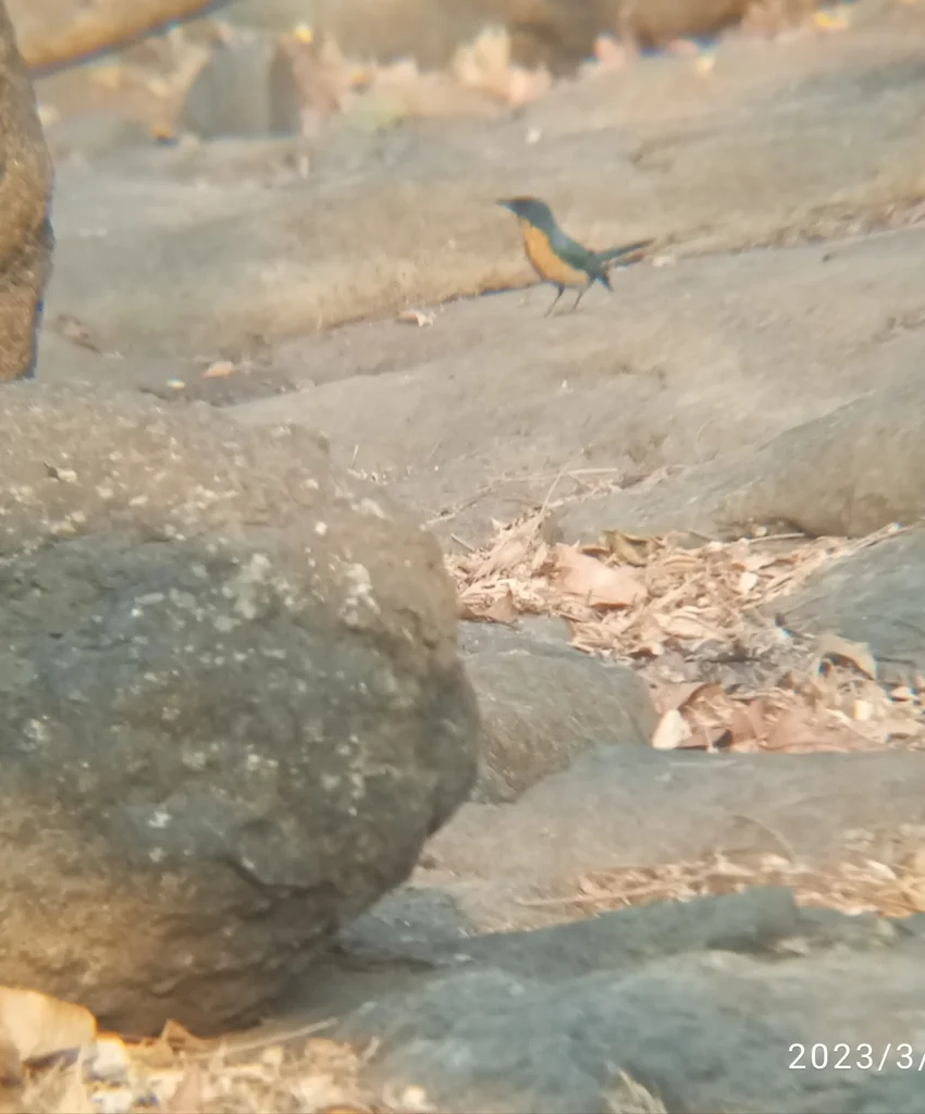 梯氏仙鹟(Cyornis tickelliae)