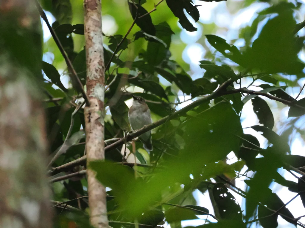 灰胸林鹟(Cyornis umbratilis)
