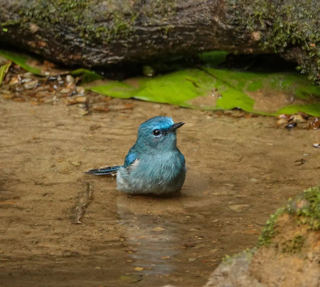 纯蓝仙鹟(Cyornis unicolor)