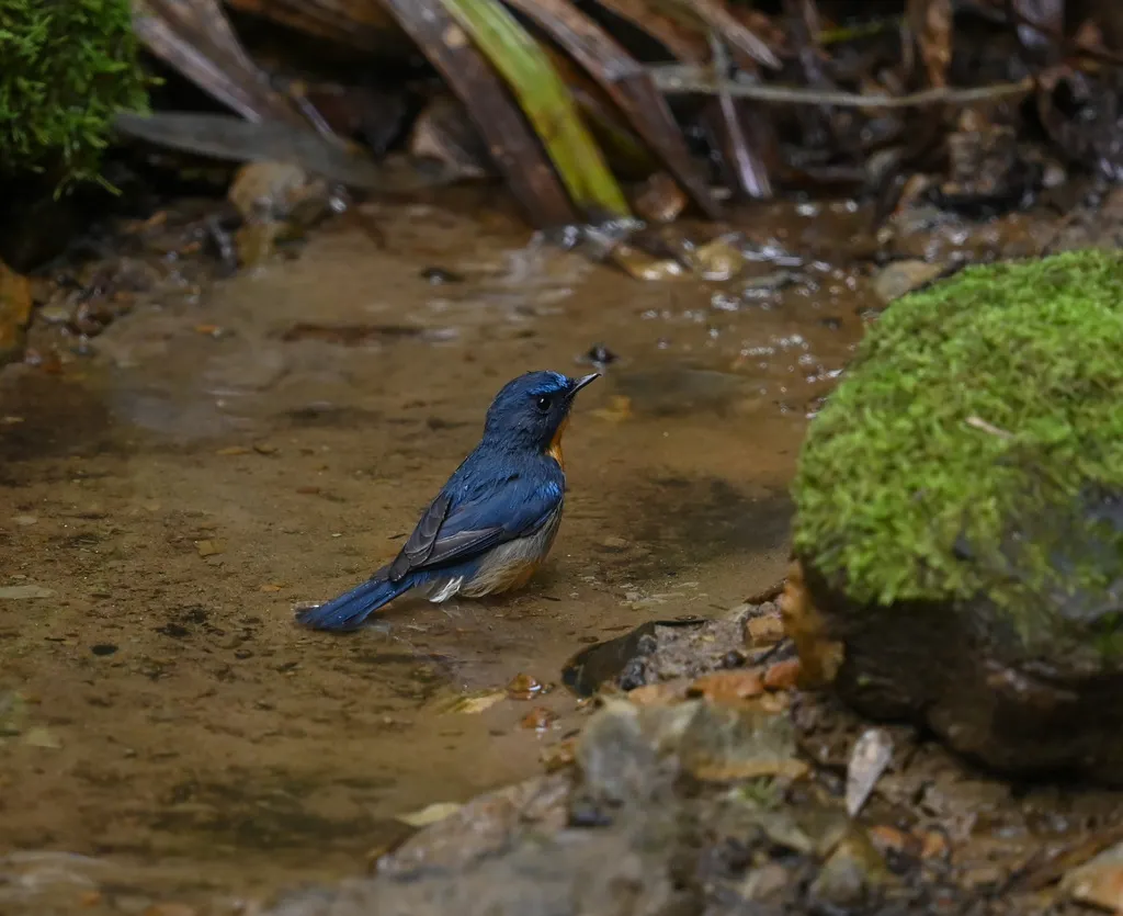 山蓝仙鹟(Cyornis whitei)