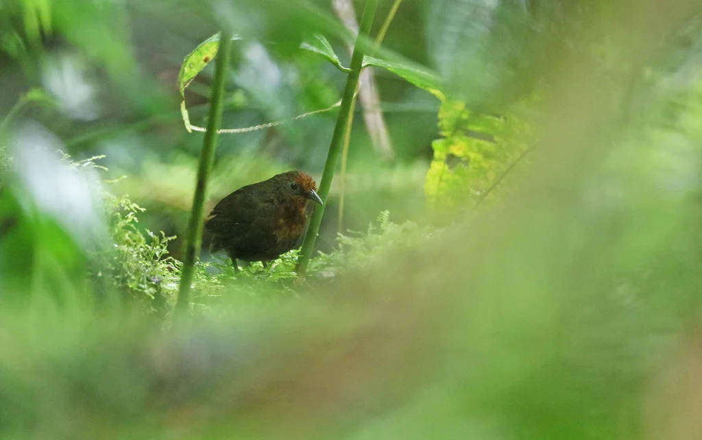 歌鹪鹩(Cyphorhinus arada)