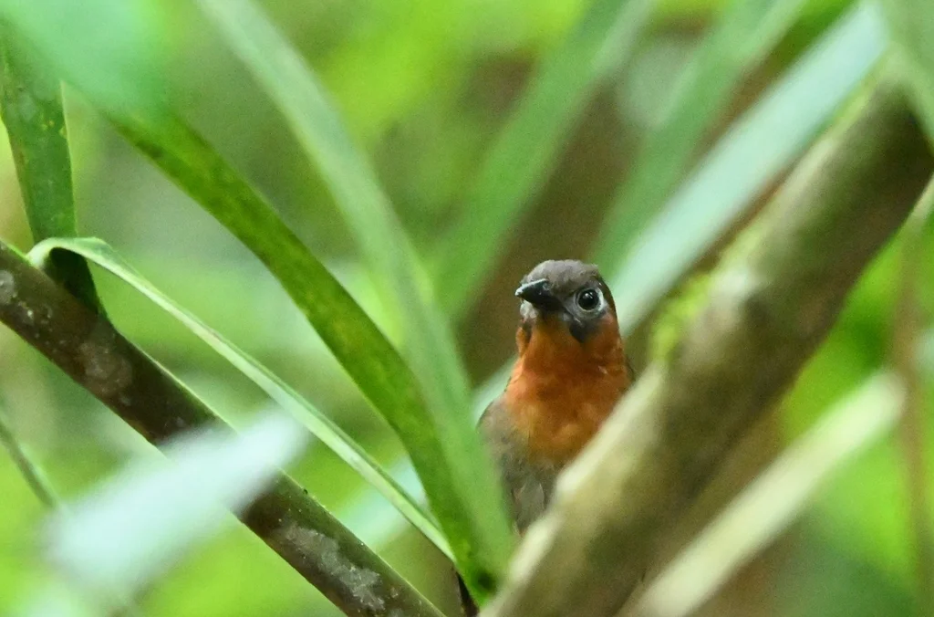 鸣鹪鹩(Cyphorhinus phaeocephalus)