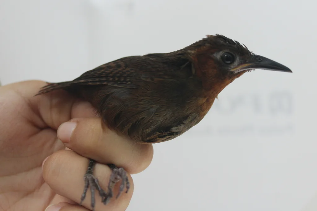 鸣鹪鹩(Cyphorhinus phaeocephalus)