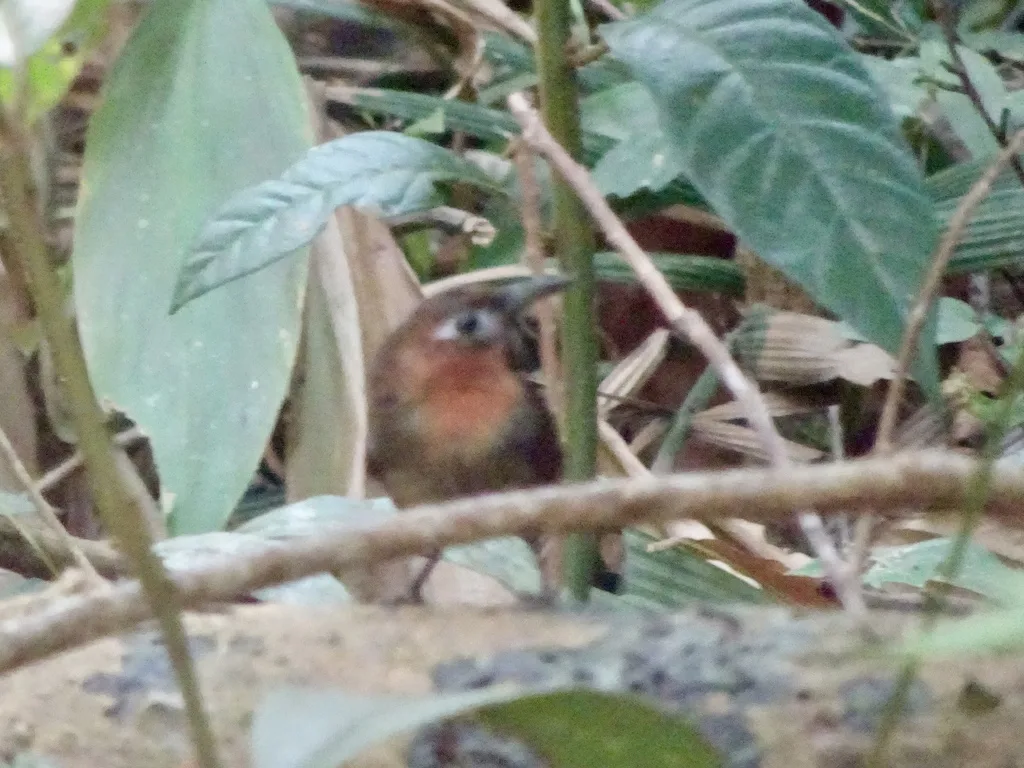 鸣鹪鹩(Cyphorhinus phaeocephalus)