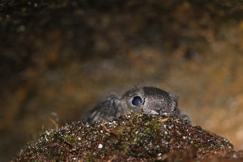 乌黑雨燕（Cypseloides fumigatus）