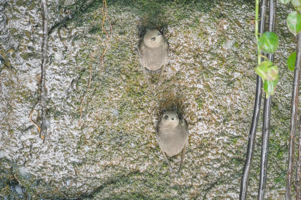 大黑雨燕(Cypseloides senex)