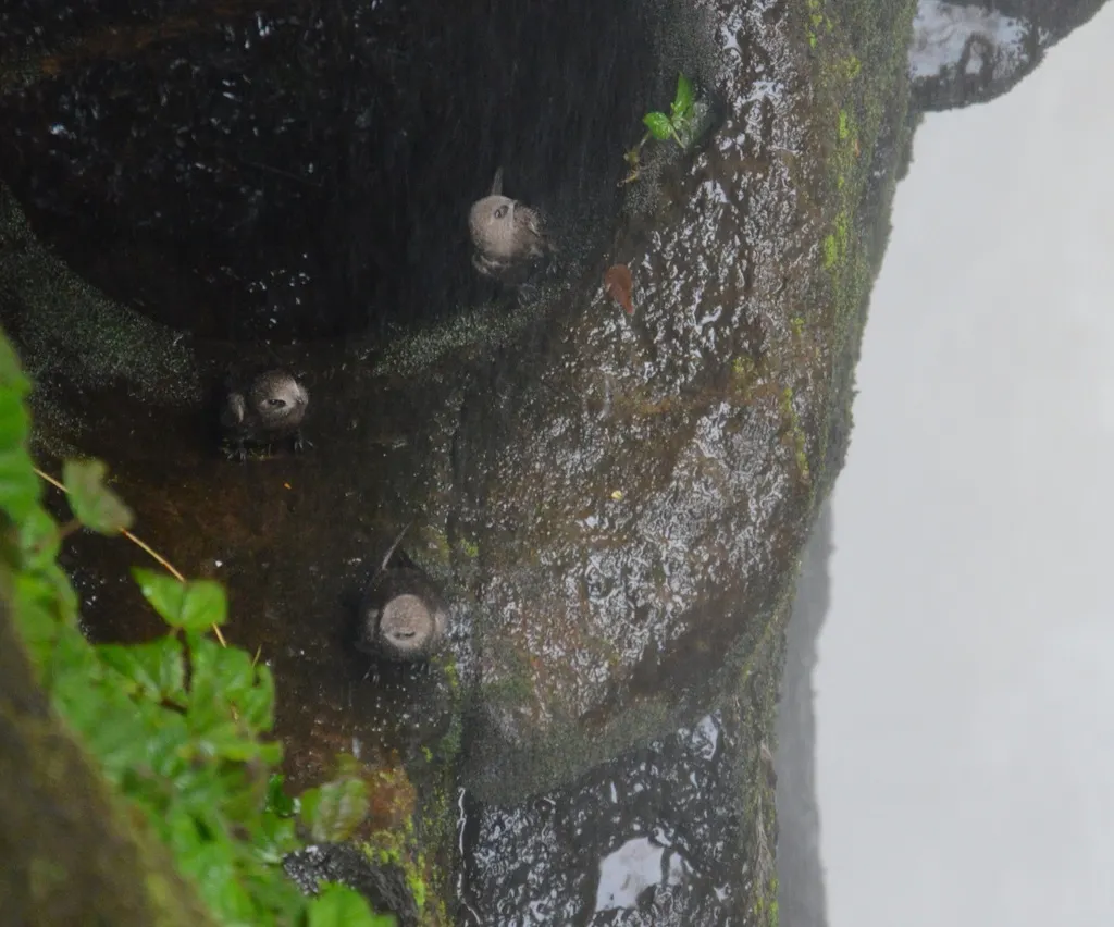 大黑雨燕(Cypseloides senex)