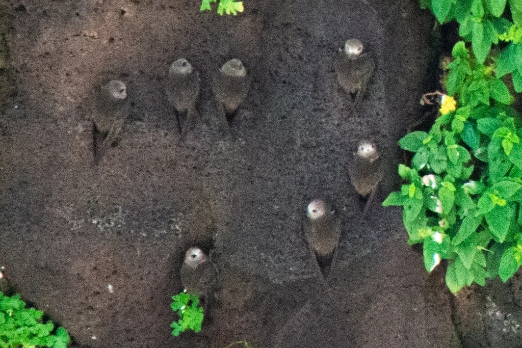 大黑雨燕(Cypseloides senex)