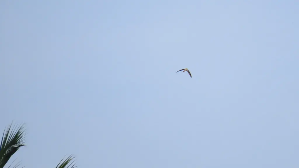 棕雨燕(Cypsiurus balasiensis)