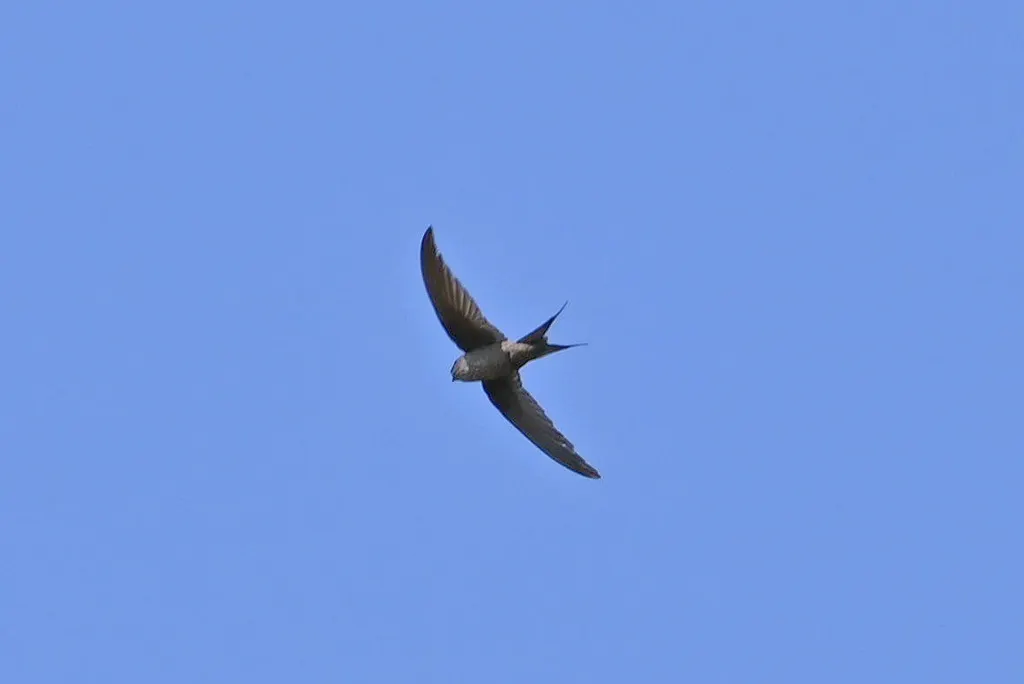 马岛棕雨燕(Cypsiurus gracilis)