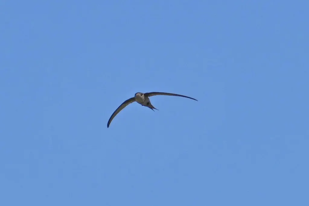 马岛棕雨燕(Cypsiurus gracilis)