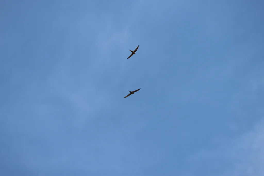 马岛棕雨燕(Cypsiurus gracilis)