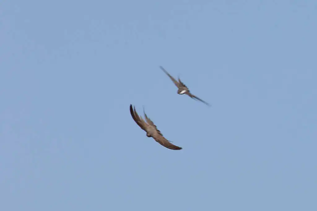 非洲棕雨燕(Cypsiurus parvus)