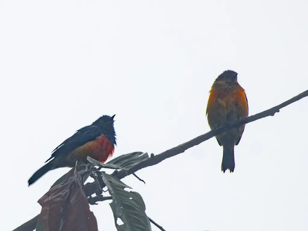 红胸锥嘴雀(Dacnis berlepschi)