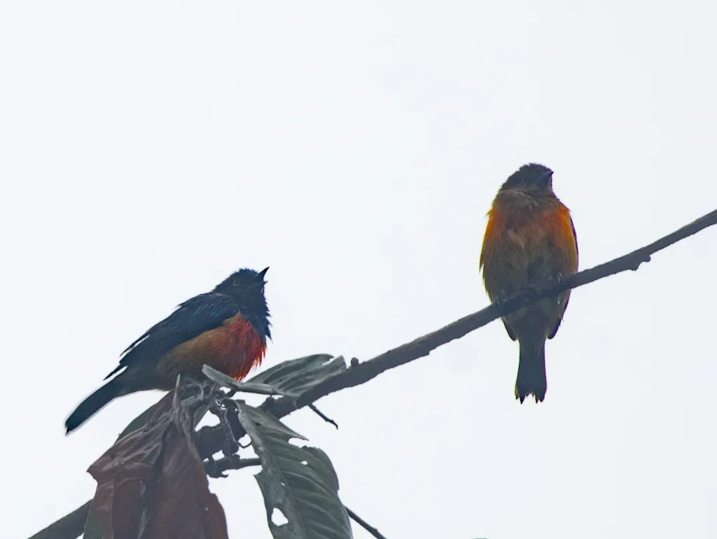 红胸锥嘴雀(Dacnis berlepschi)