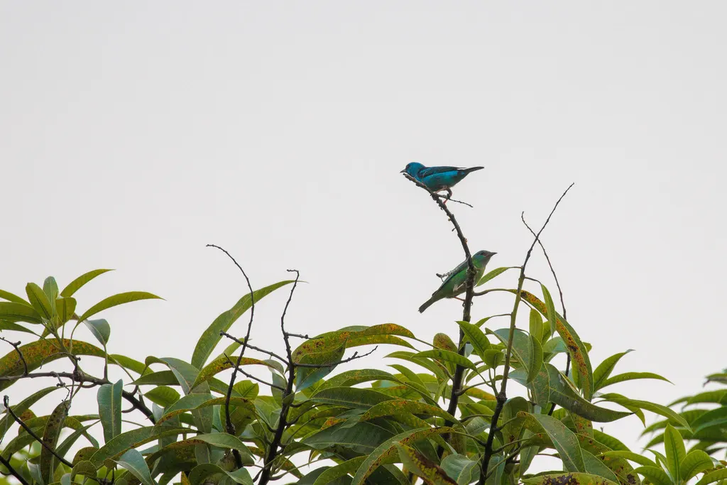蓝锥嘴雀(Dacnis cayana)