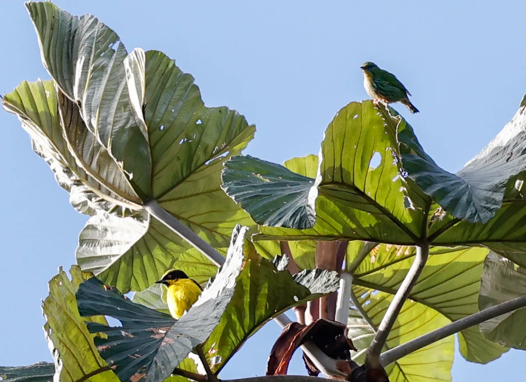 黄腹锥嘴雀(Dacnis flaviventer)