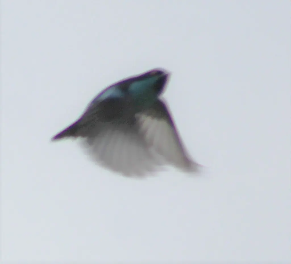 青绿锥嘴雀(Dacnis hartlaubi)