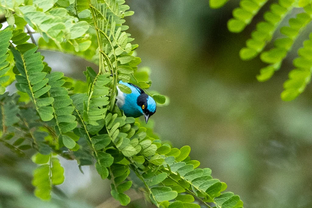 黑脸锥嘴雀(Dacnis lineata)