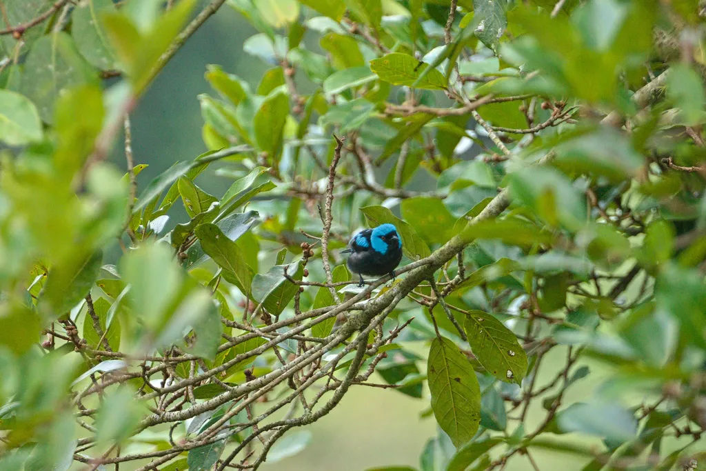红腿锥嘴雀(Dacnis venusta)