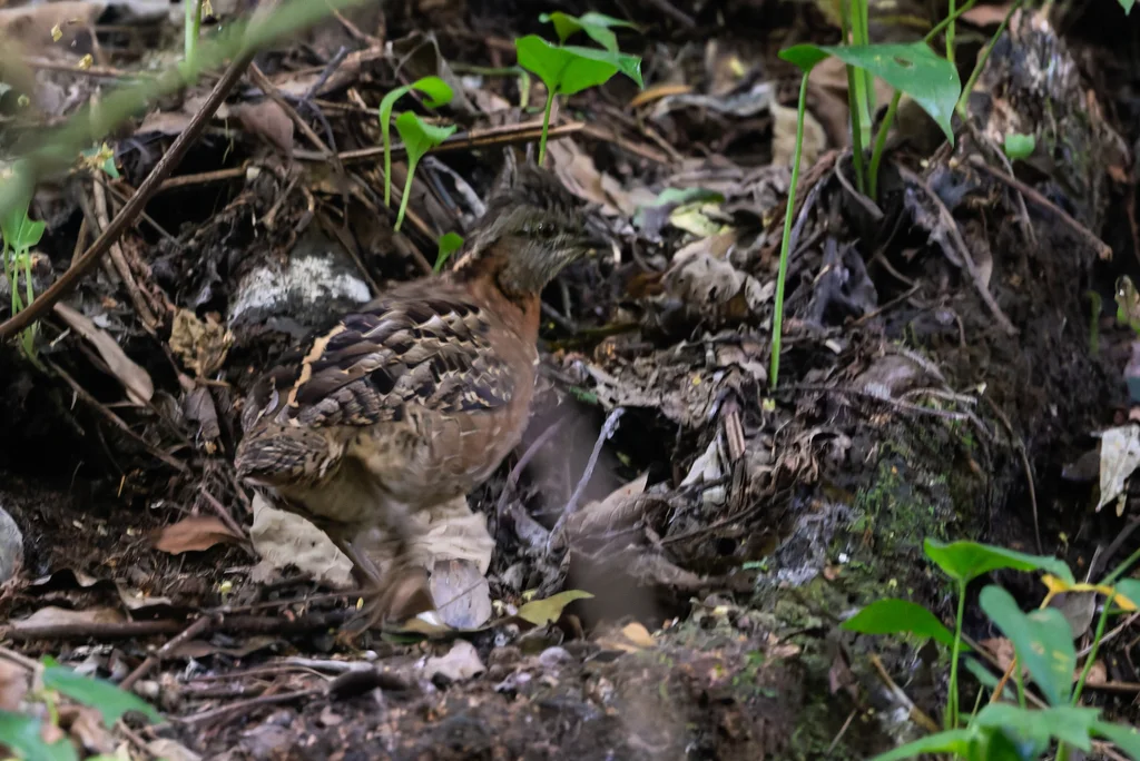 歌鹑(Dactylortyx thoracicus)