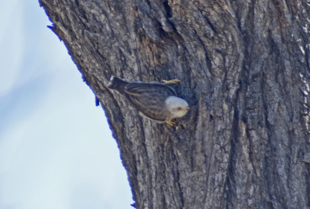 杂色澳䴓(Daphoenositta chrysoptera)