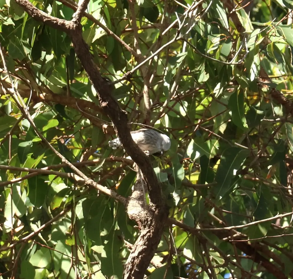 杂色澳䴓(Daphoenositta chrysoptera)